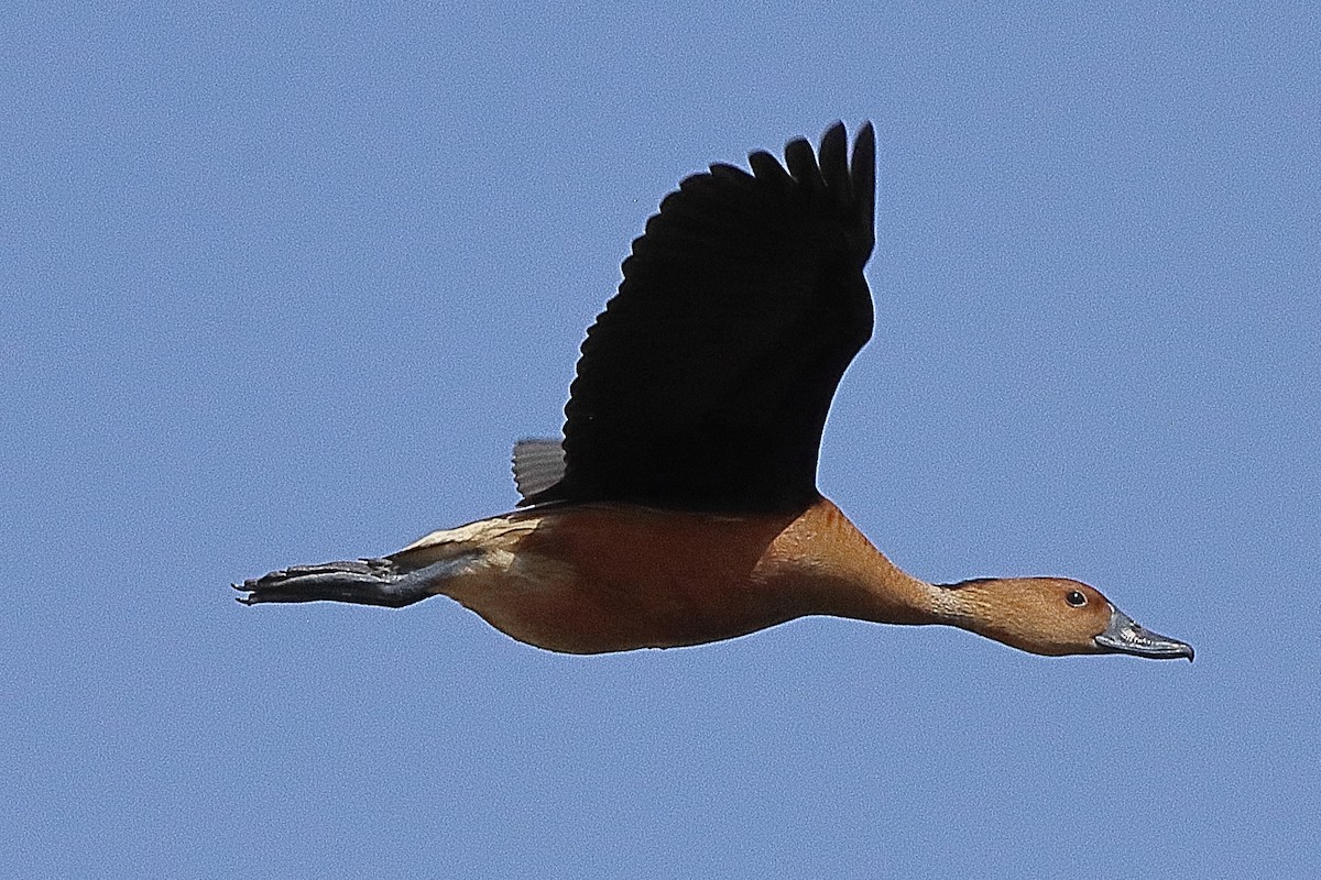 Fulvous Whistling-Duck - ML614889521