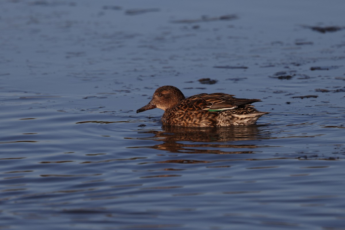 Green-winged Teal - ML614889522