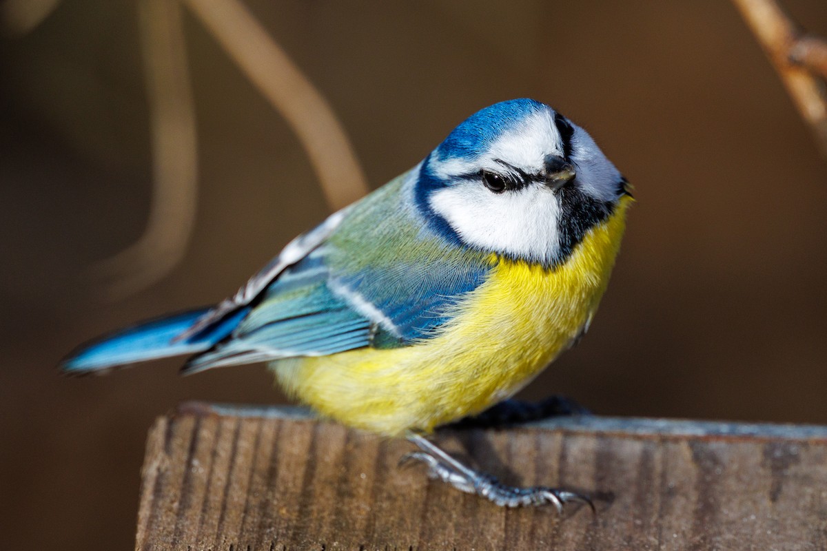 Eurasian Blue Tit - ML614889536