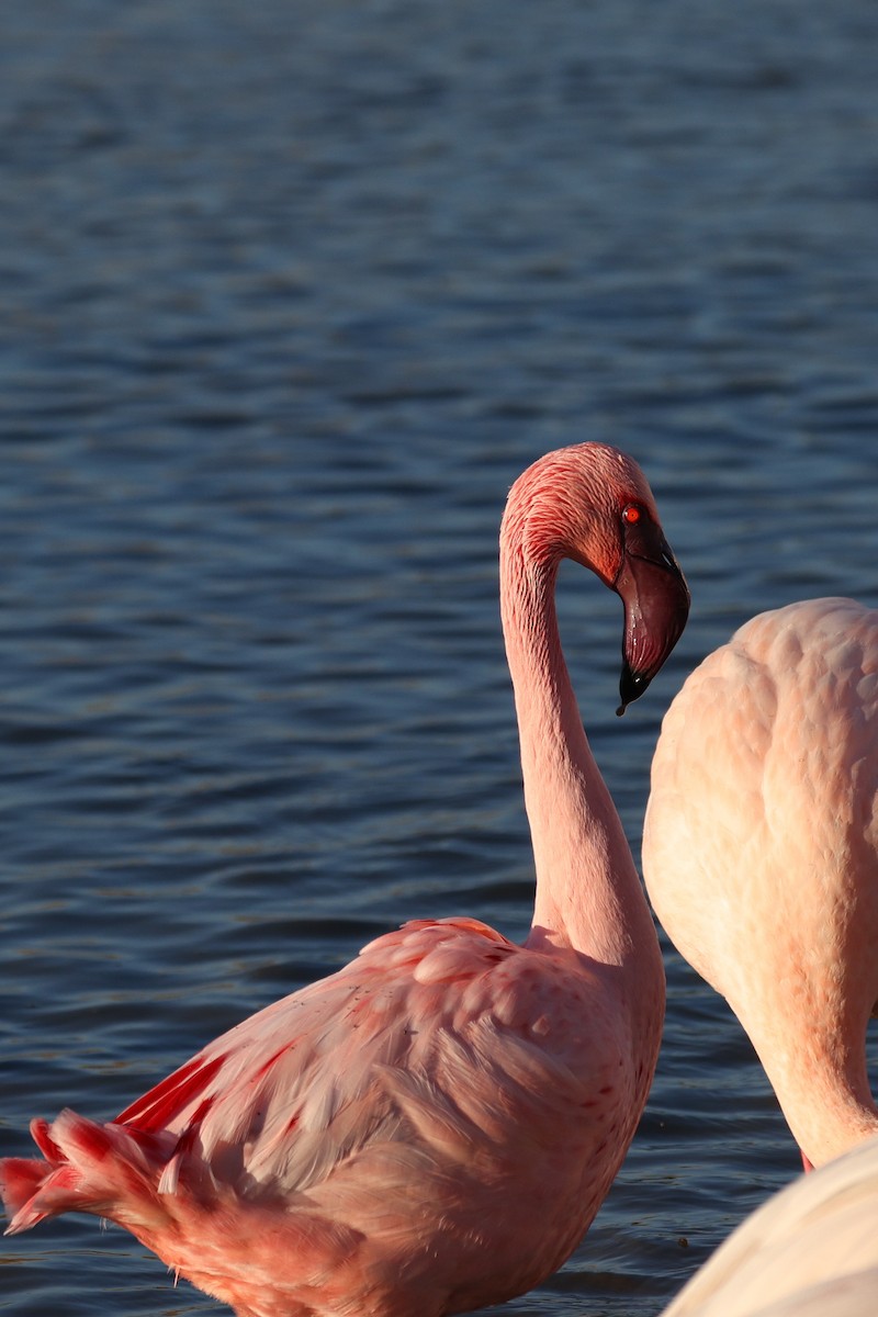 Lesser Flamingo - Gretchen Locy