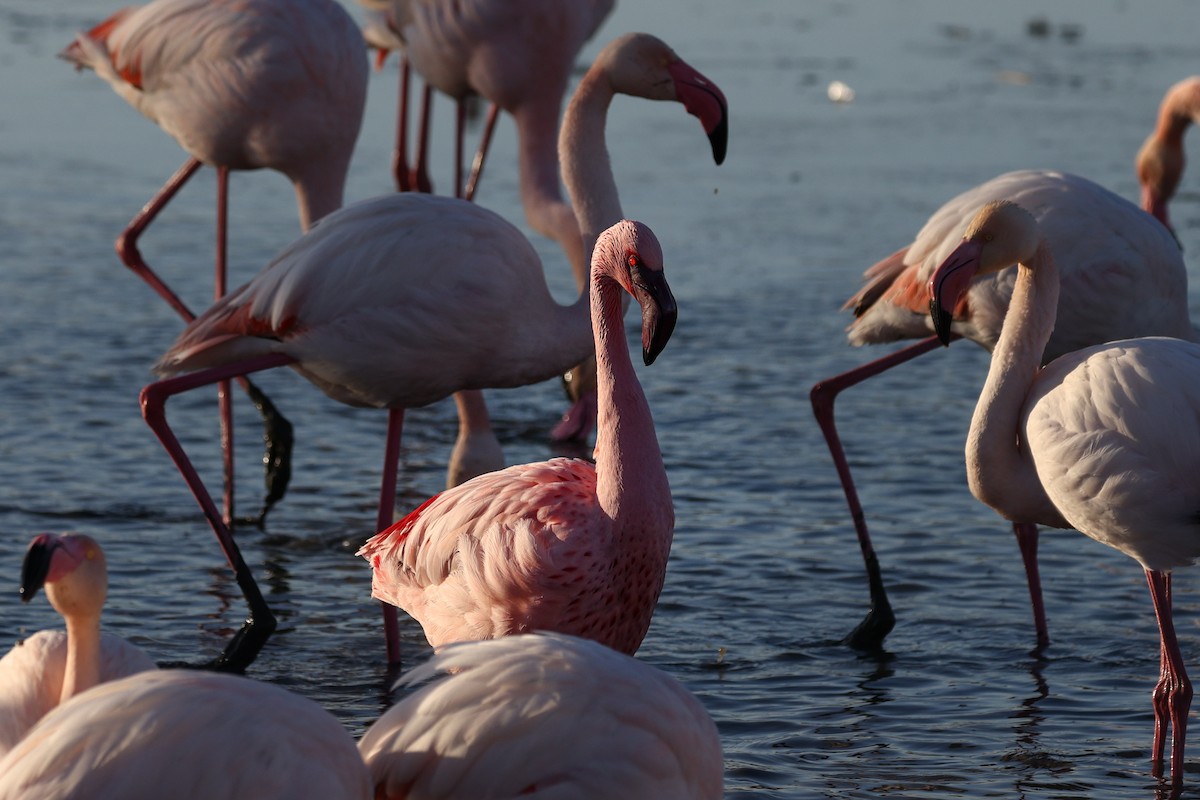 Lesser Flamingo - ML614889576