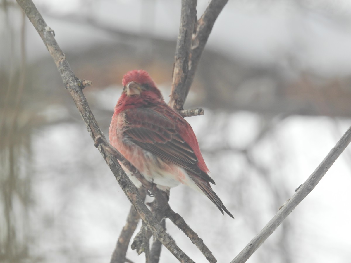 Purple Finch - ML614889603