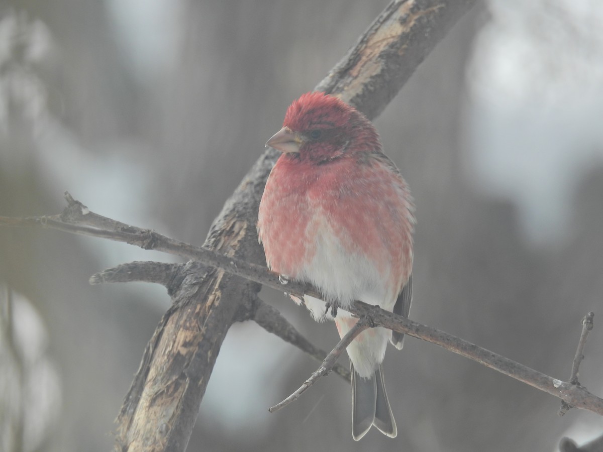 Purple Finch - ML614889604