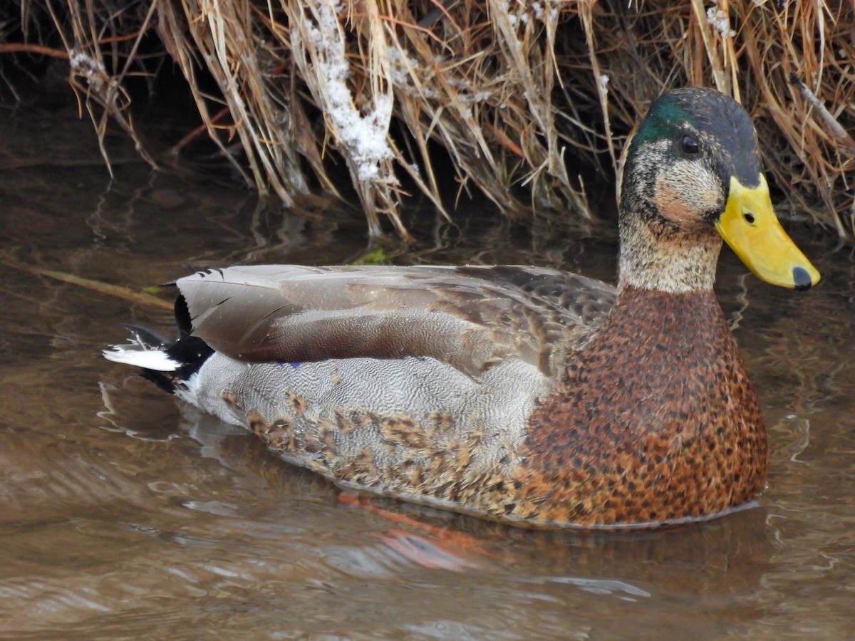 Mallard x Mexican Duck (hybrid) - ML614889714