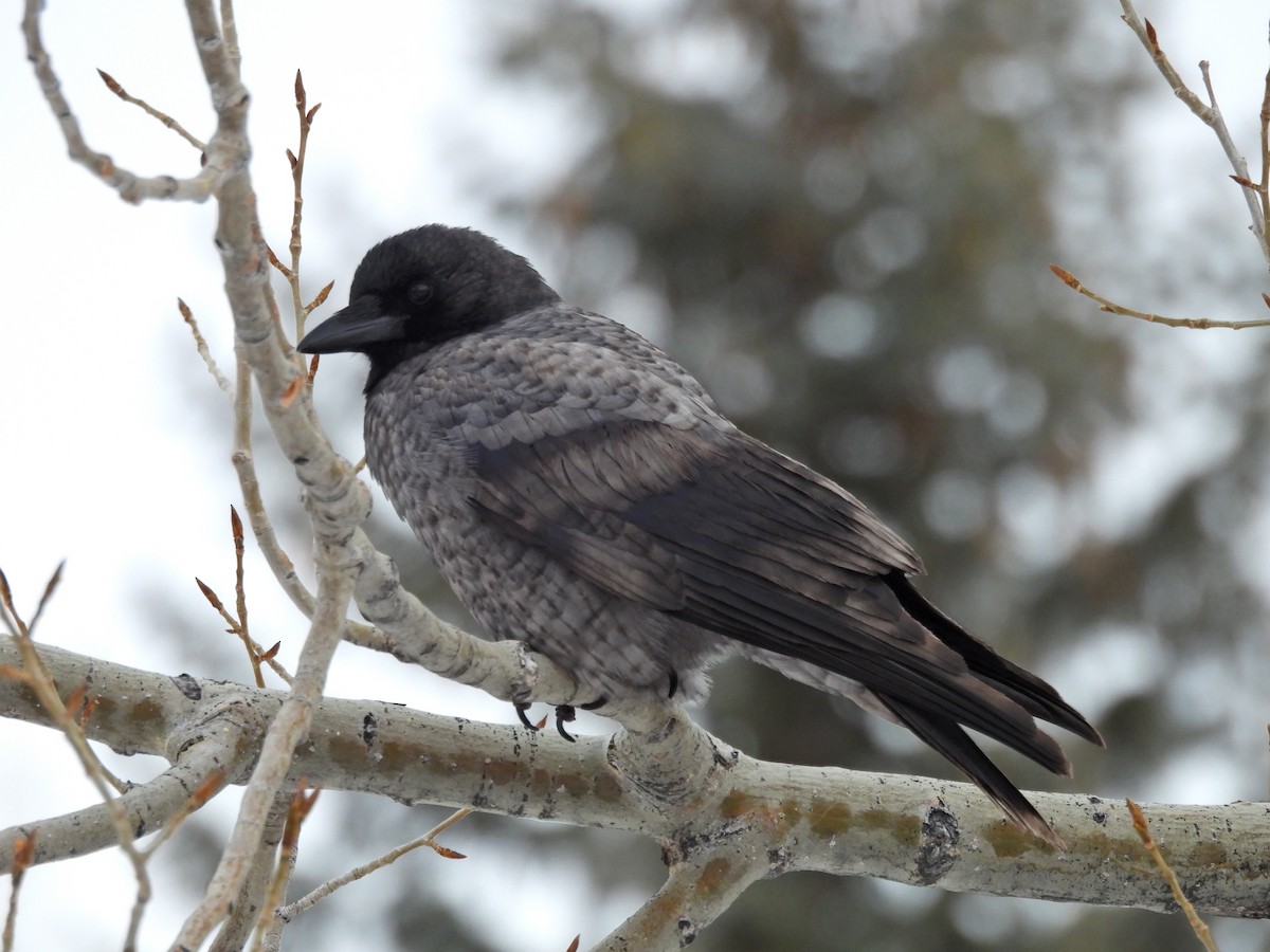 American Crow - Spencer Hurt