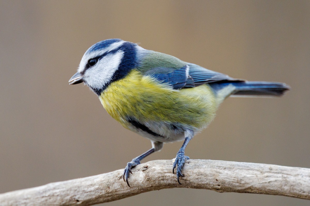 Eurasian Blue Tit - ML614889739