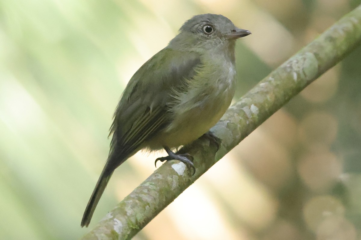 Wied's Tyrant-Manakin - Fabio Olmos