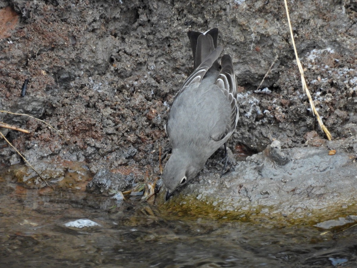 Townsend's Solitaire - ML614889766