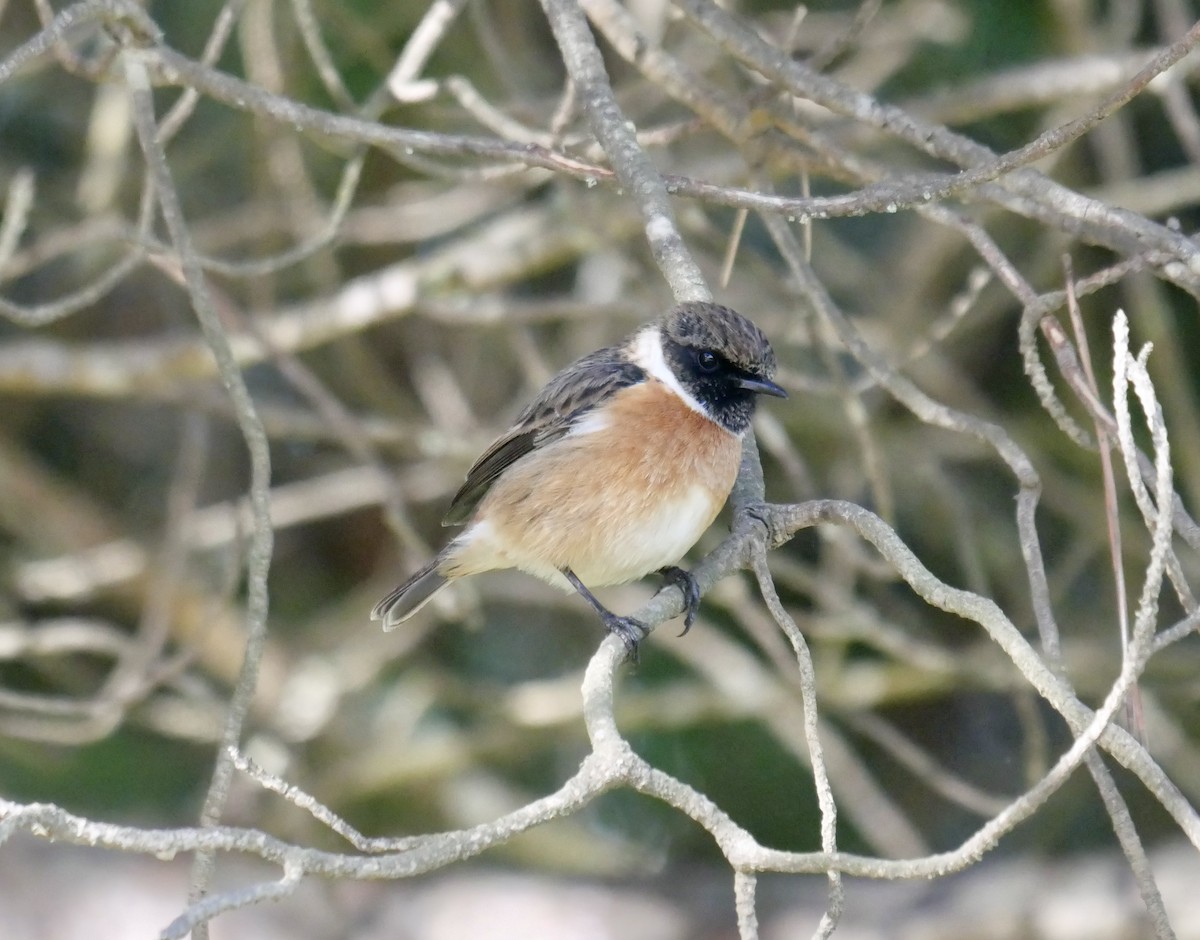 European Stonechat - ML614889772