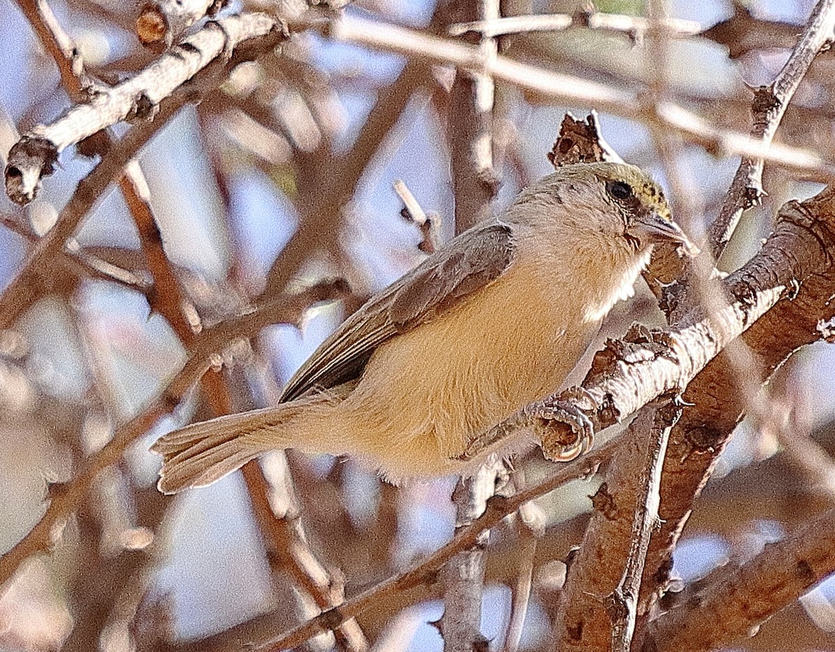 Sennar Penduline-Tit - ML614889848