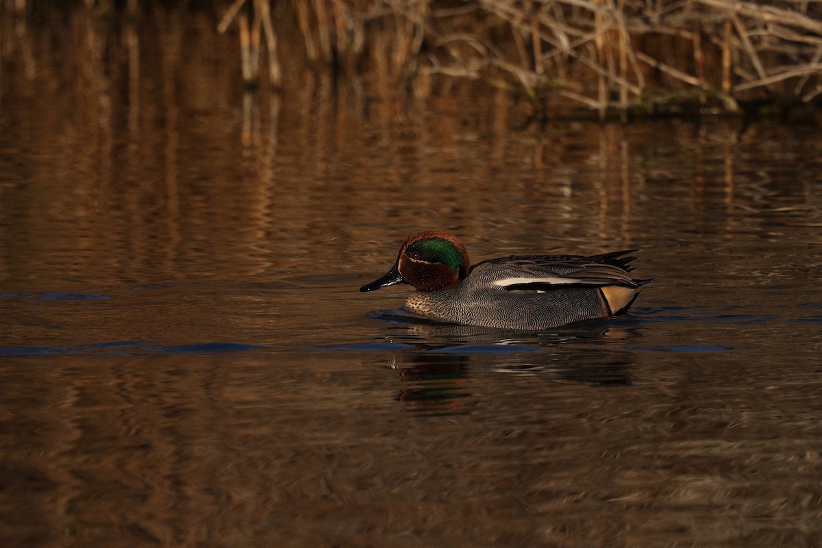 Green-winged Teal - ML614889855