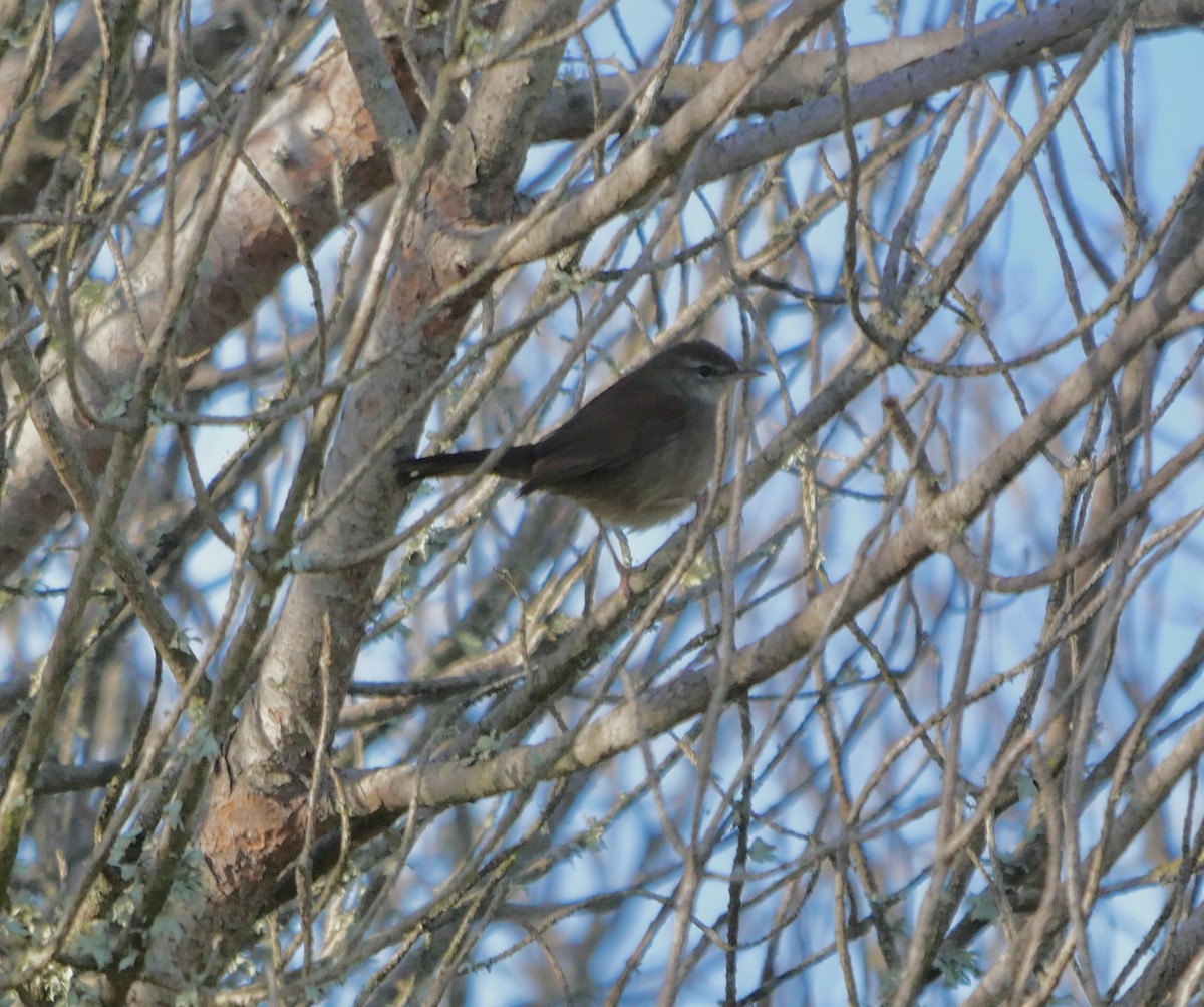 Cetti's Warbler - ML614889857