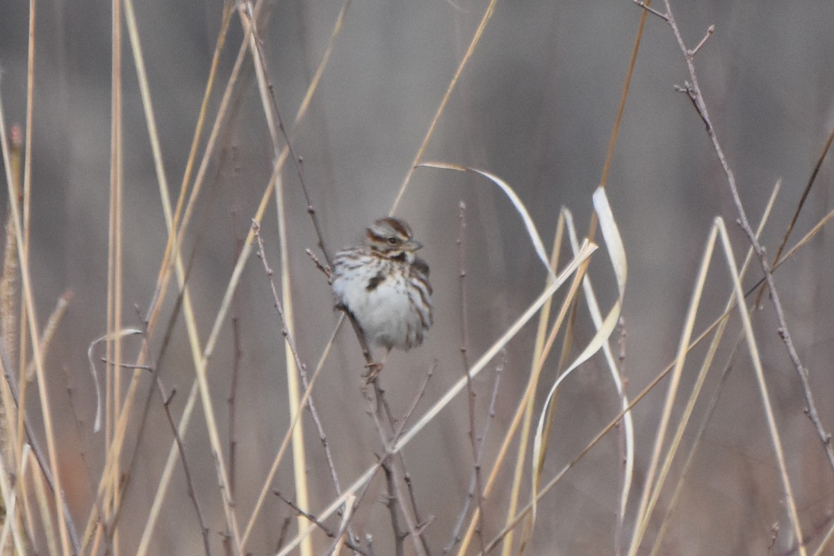 Song Sparrow - ML614889874