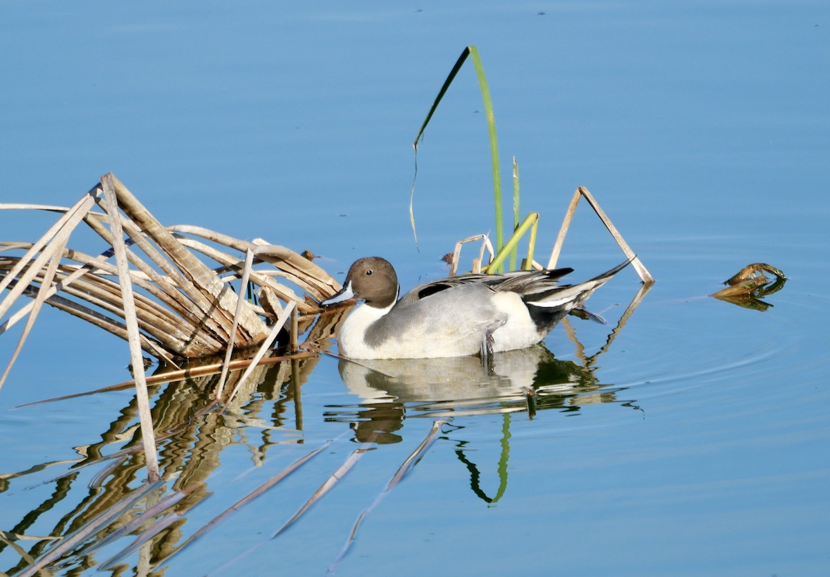 Northern Pintail - Rebecca Smith