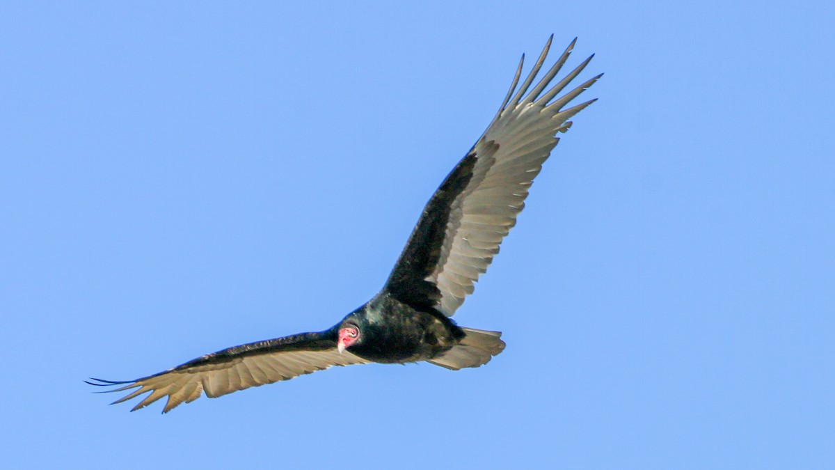 Turkey Vulture - Jack McDonald