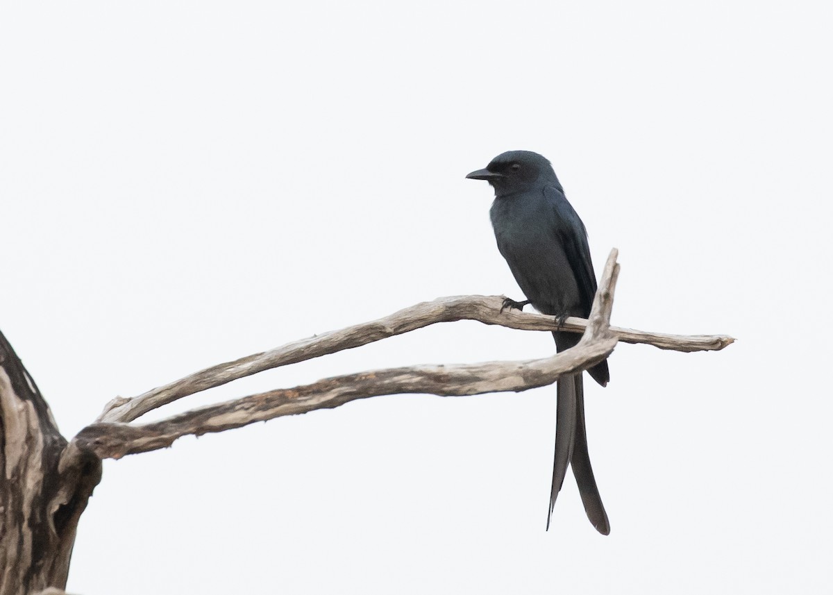 Drongo Cenizo (grupo longicaudatus) - ML614889896