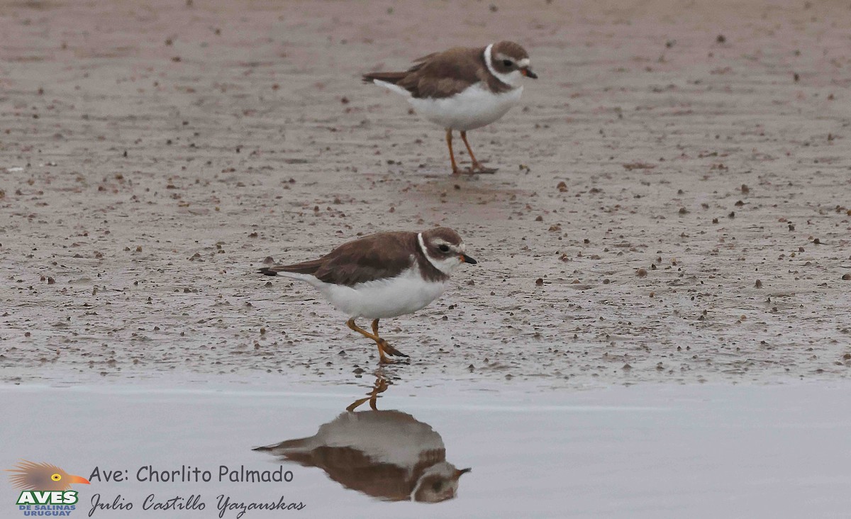 Semipalmated Plover - JULIO CESAR CASTILLO YAZAUSKAS