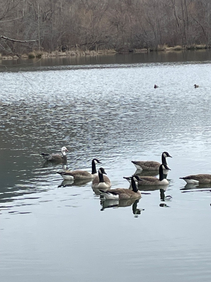 Snow Goose - ML614890001