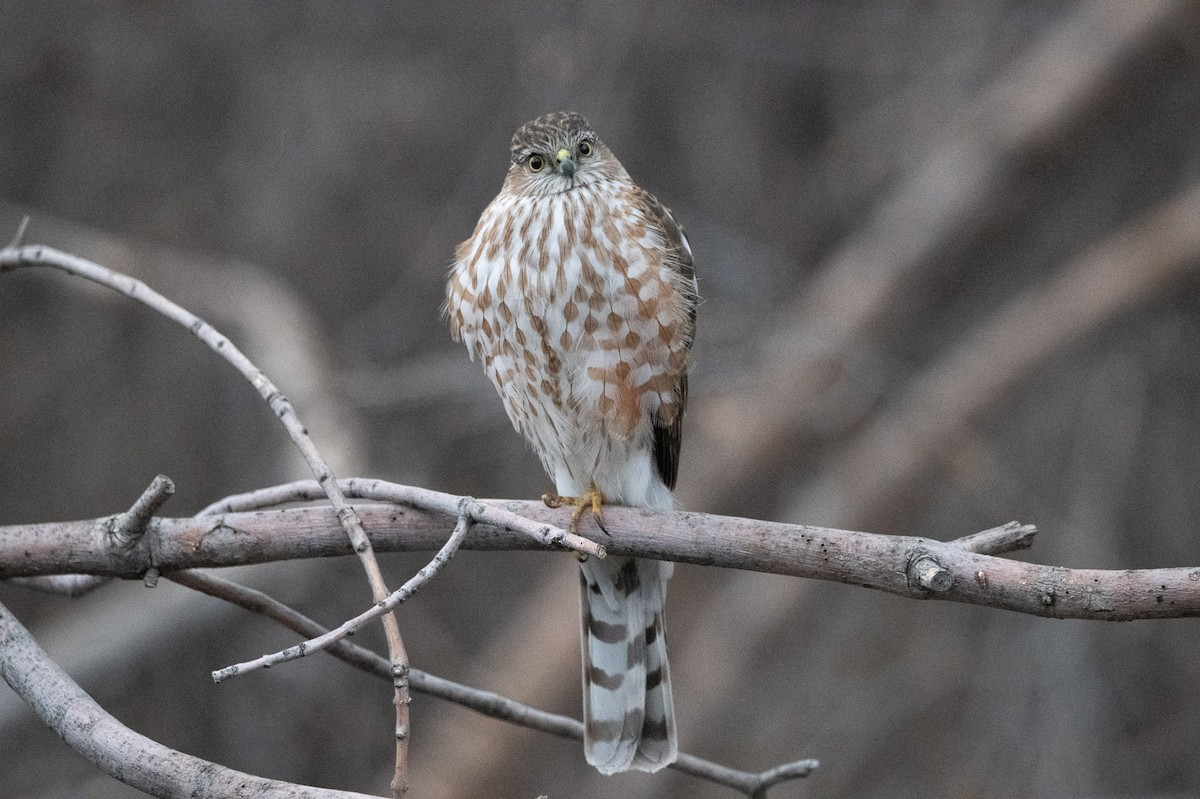 Sharp-shinned Hawk - ML614890016