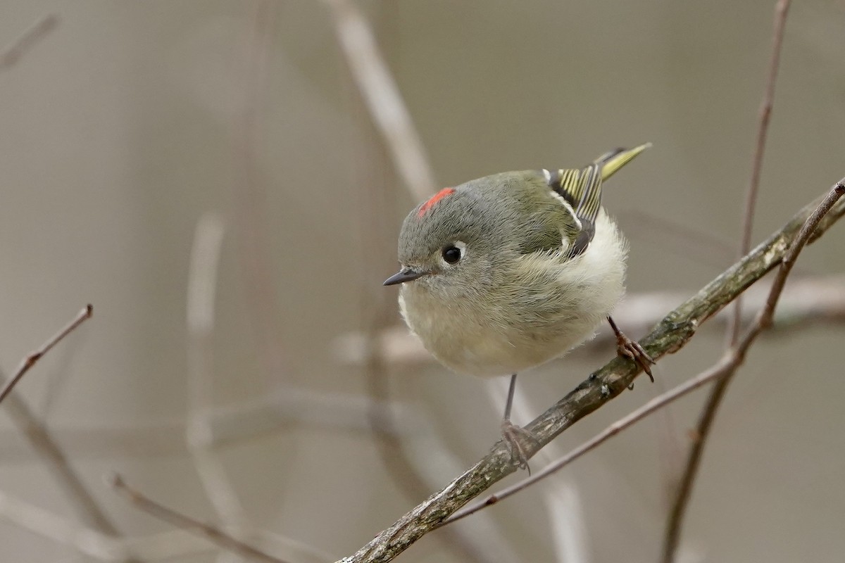 Ruby-crowned Kinglet - ML614890046