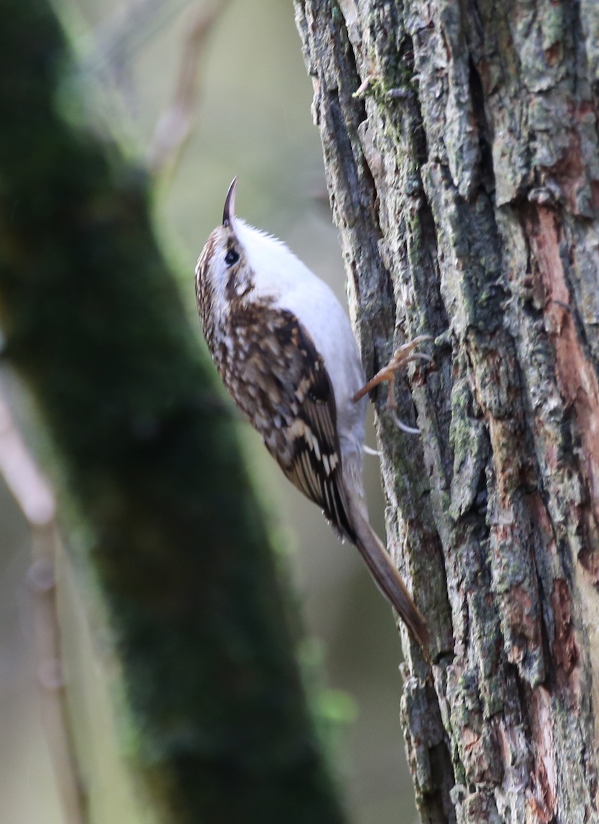 Eurasian Treecreeper - Colin Broadhurst