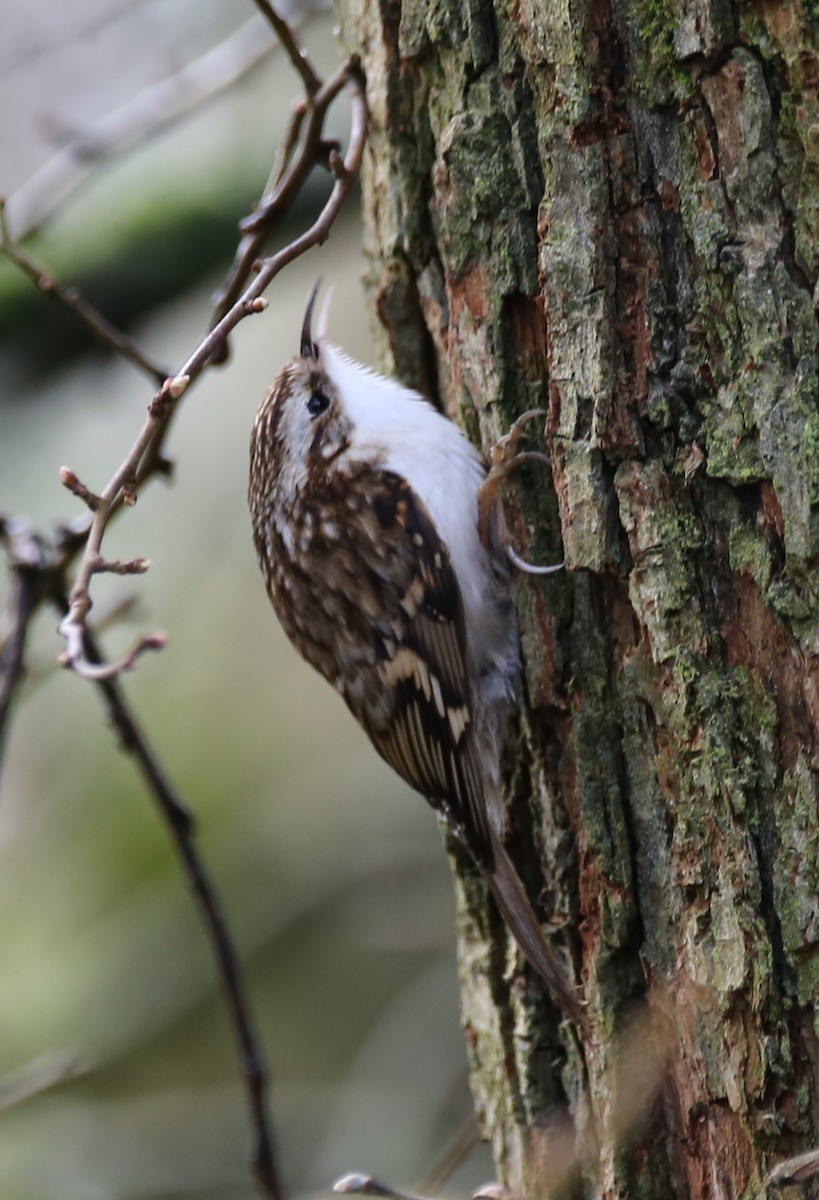 Eurasian Treecreeper - ML614890051