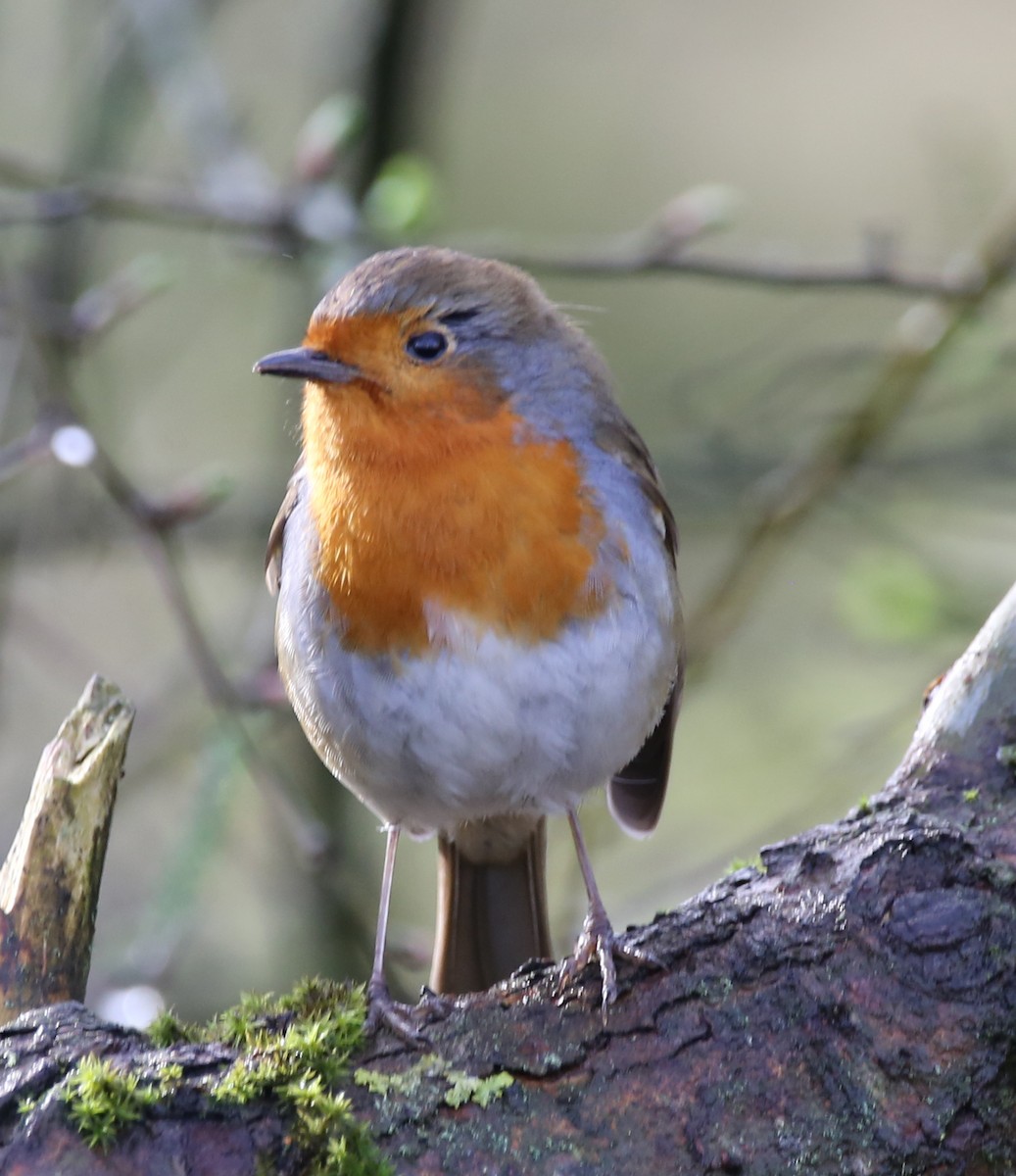 European Robin - Colin Broadhurst