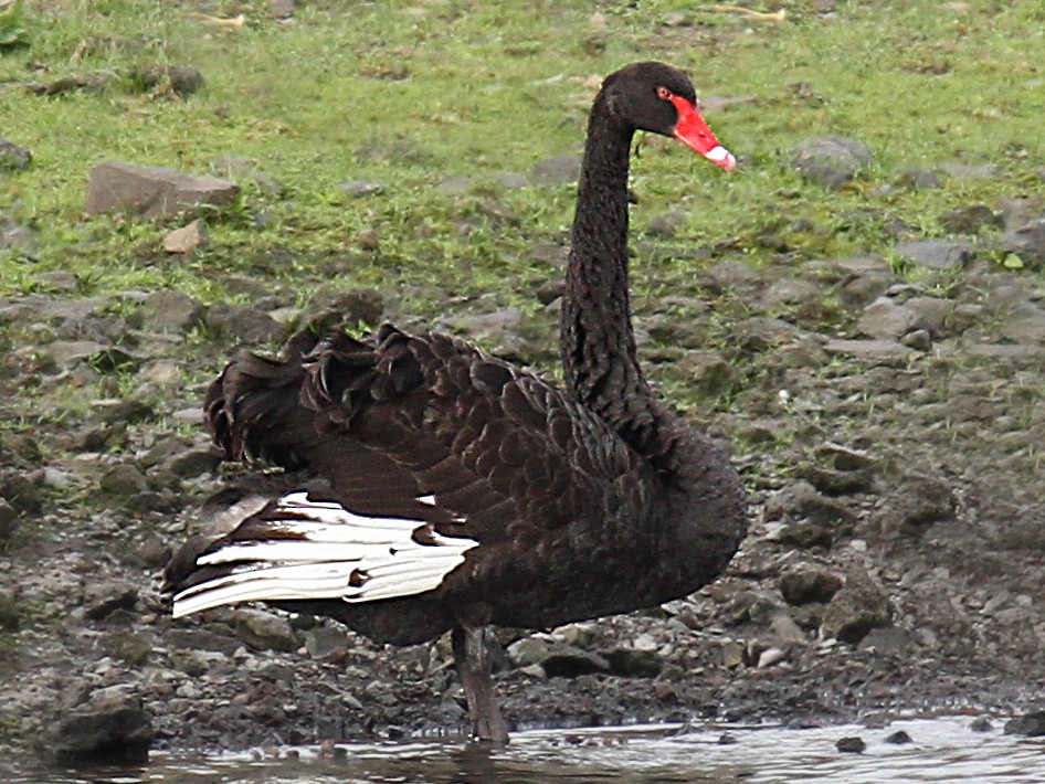 Black Swan - Phil Swanson