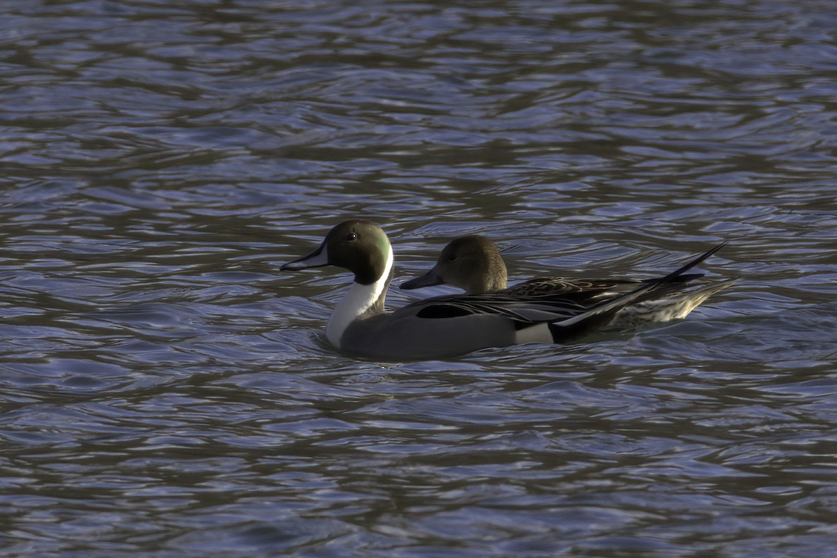 Northern Pintail - ML614890108