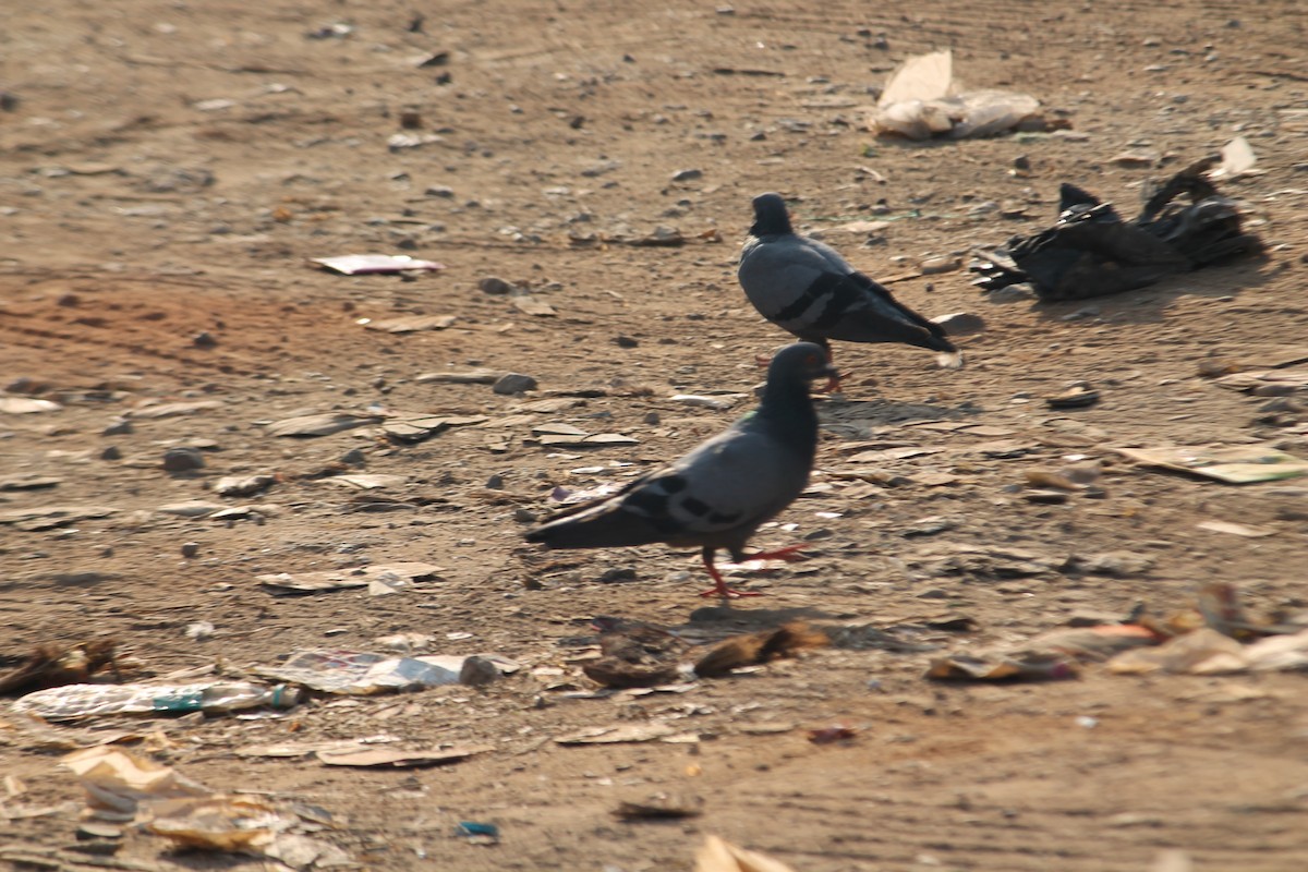Rock Pigeon (Feral Pigeon) - ML614890126