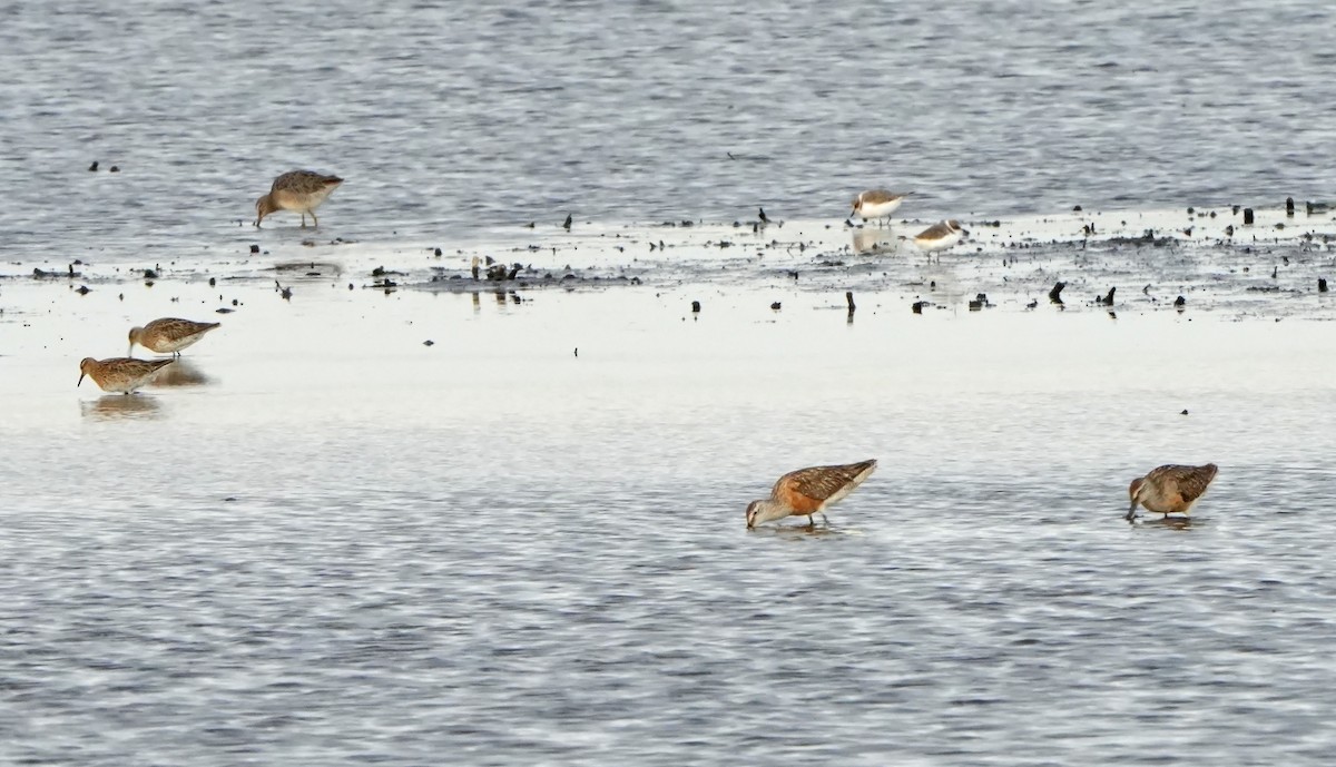Long-billed Dowitcher - ML614890191