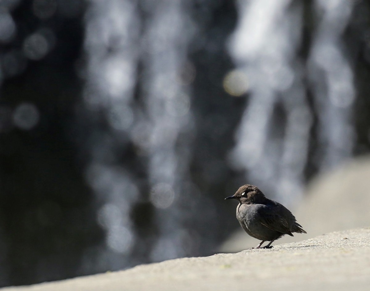 American Dipper - ML61489021