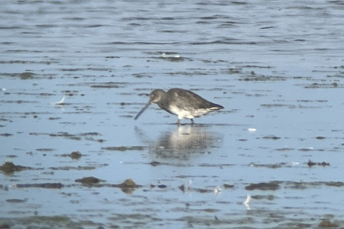 Long-billed Dowitcher - ML614890213
