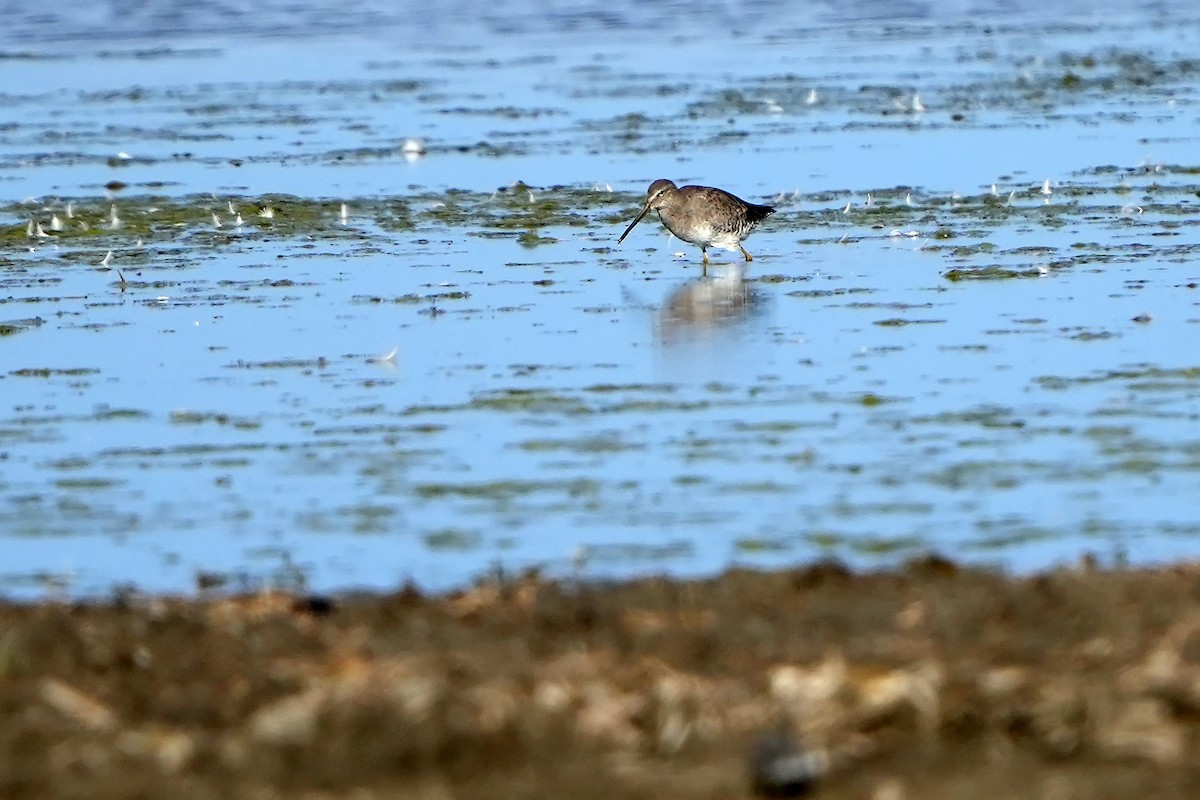 Long-billed Dowitcher - ML614890215