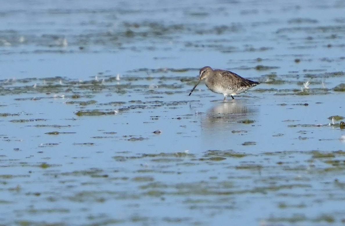 Long-billed Dowitcher - ML614890217