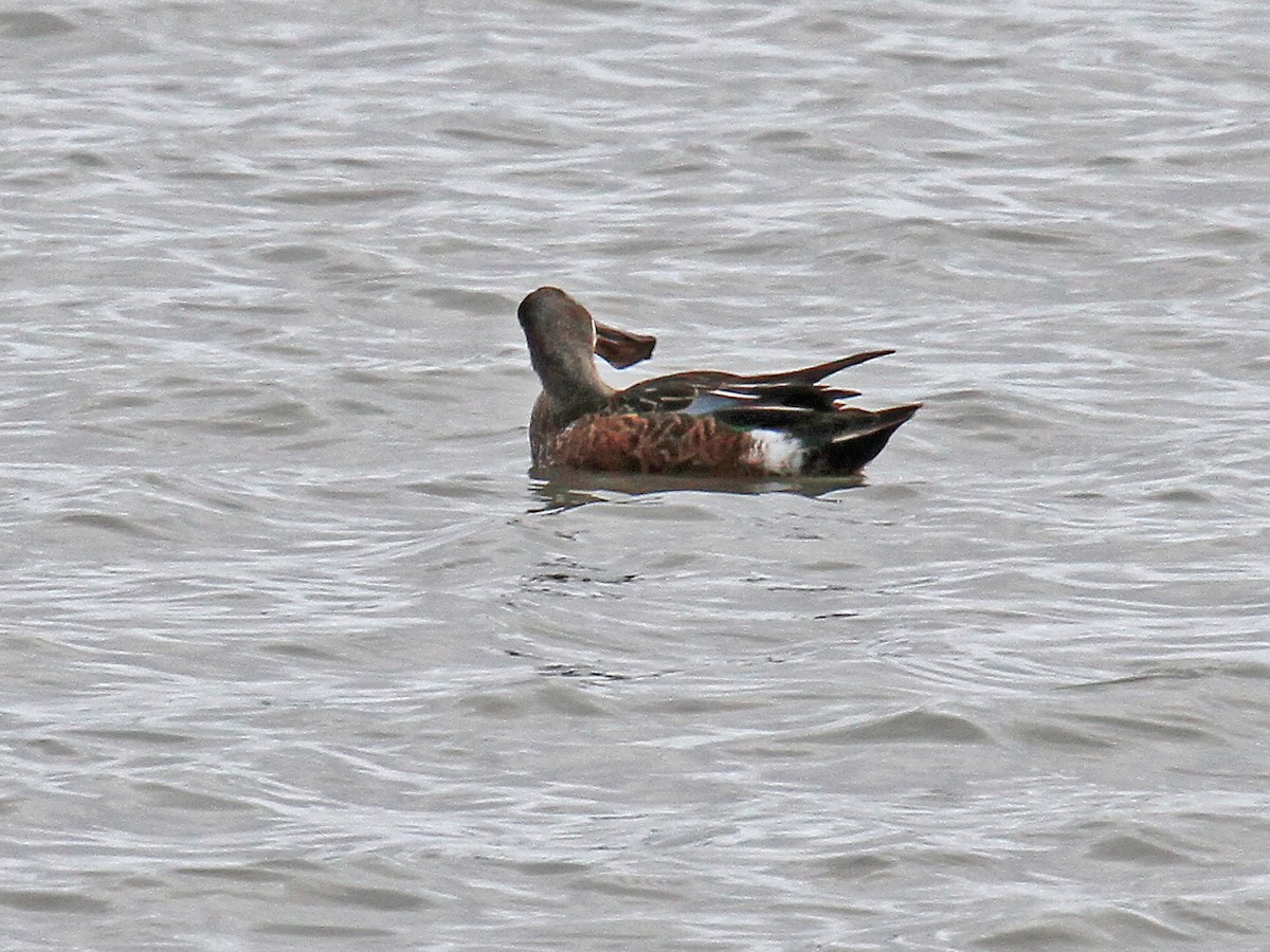 Australasian Shoveler - ML614890225