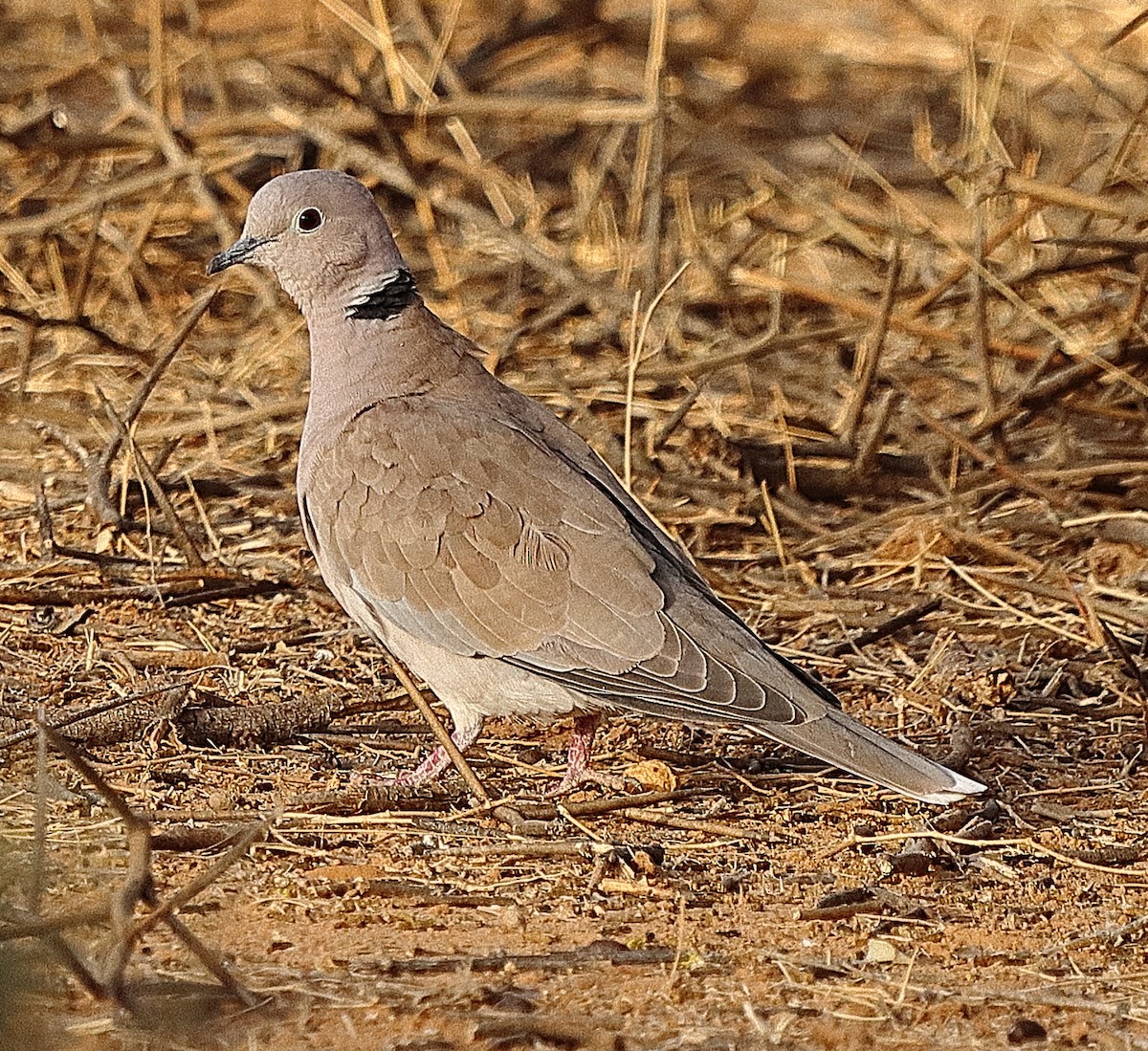 African Collared-Dove - ML614890334