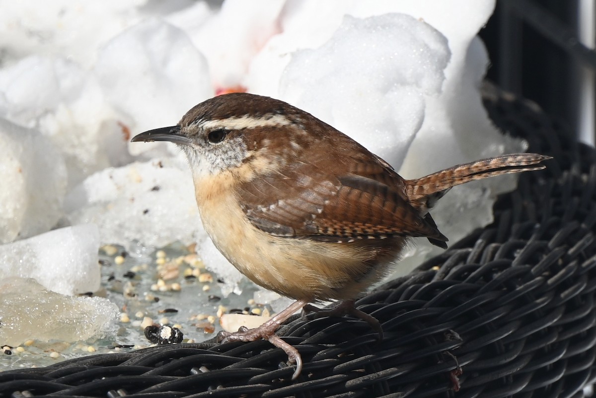 Carolina Wren - ML614890464