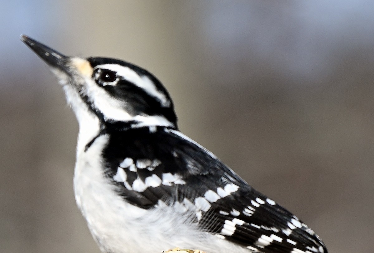 Hairy Woodpecker - ML614890467