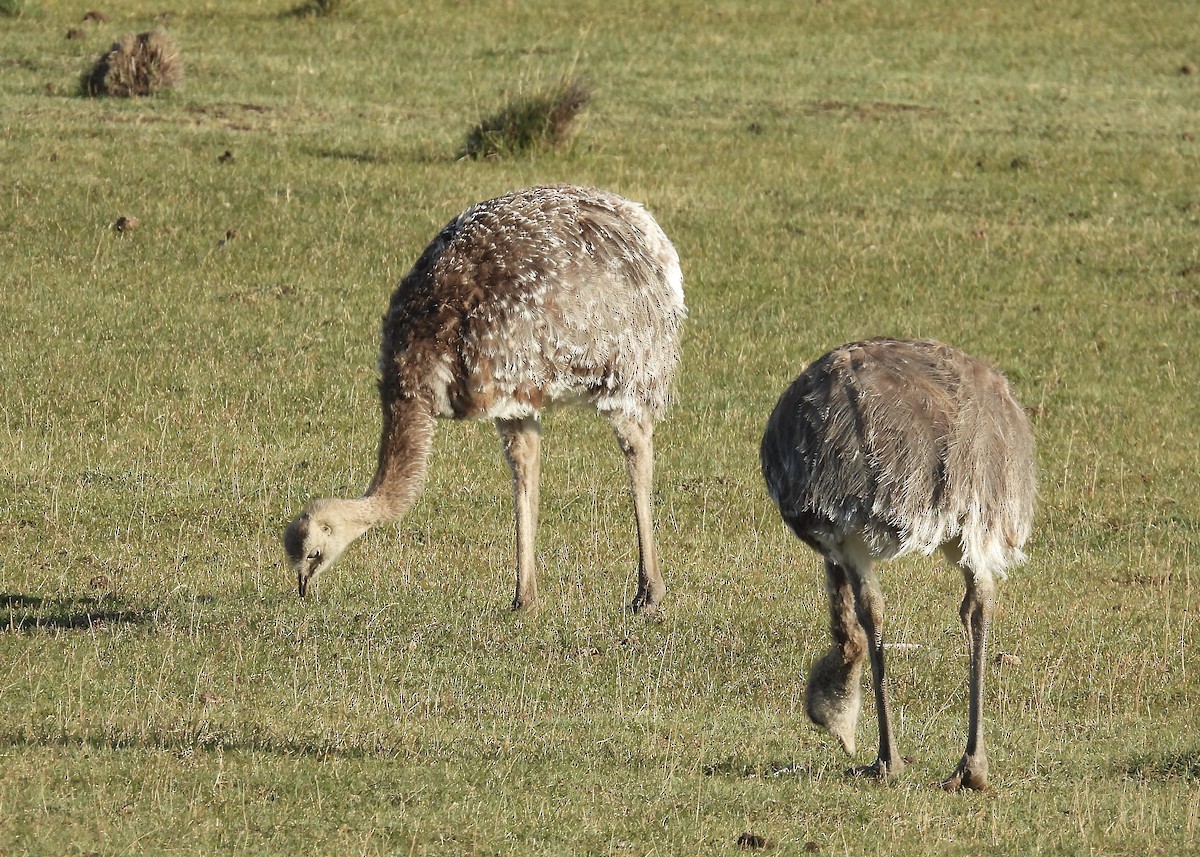 Lesser Rhea - ML614890548