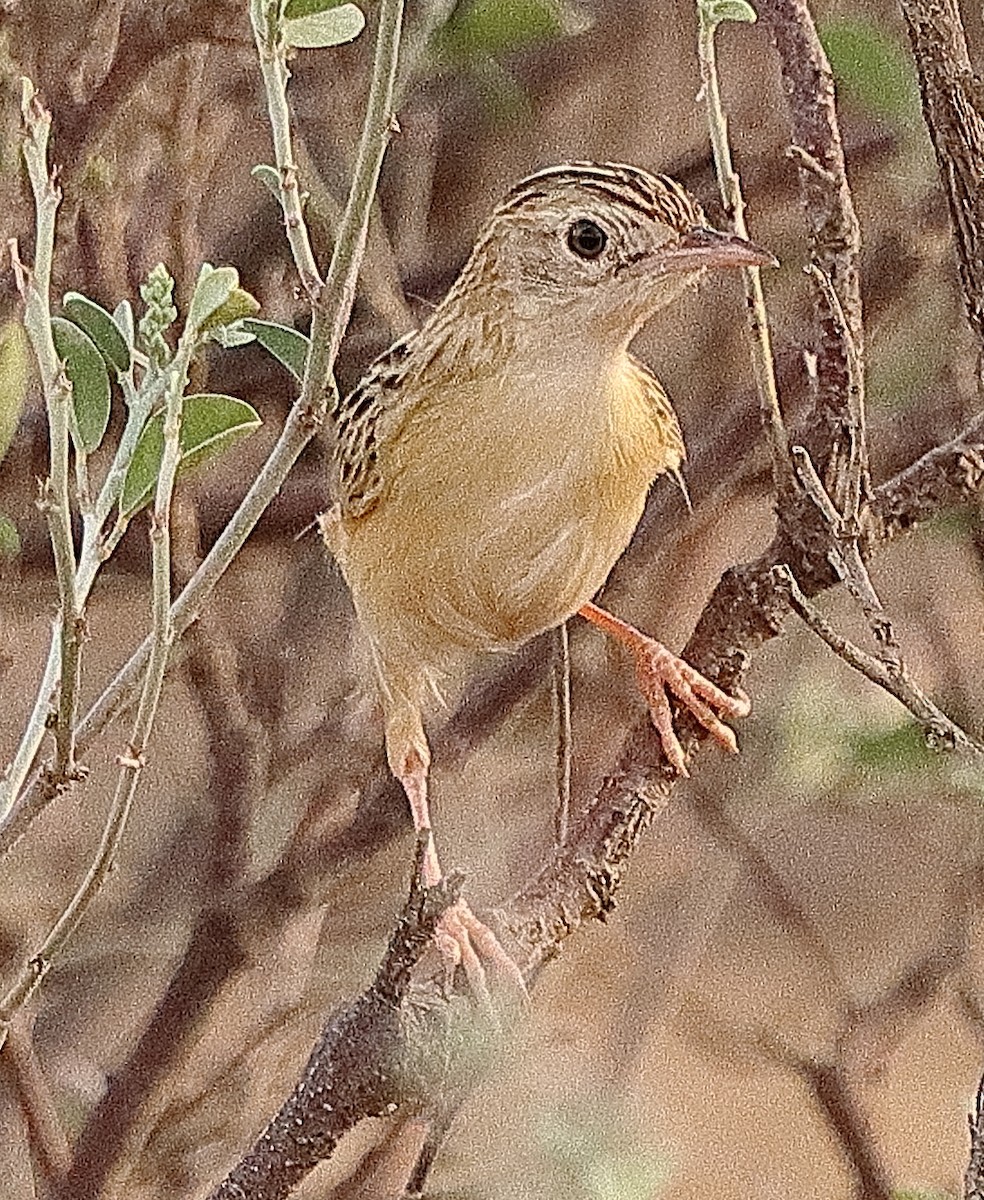 Zitting Cisticola (African) - ML614890592