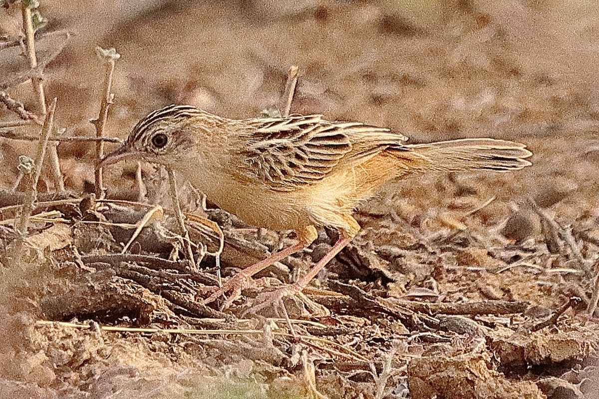 Zitting Cisticola (African) - ML614890593