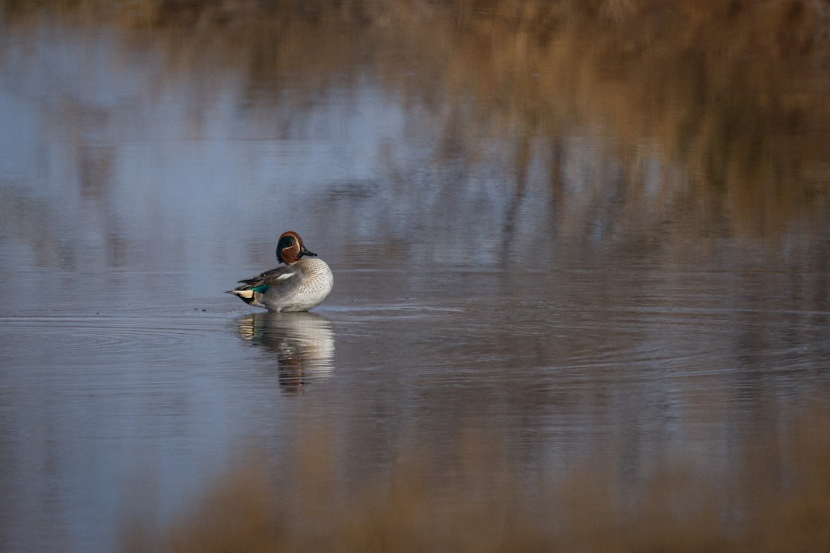 Green-winged Teal - ML614890637