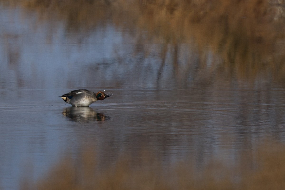 Green-winged Teal - ML614890638