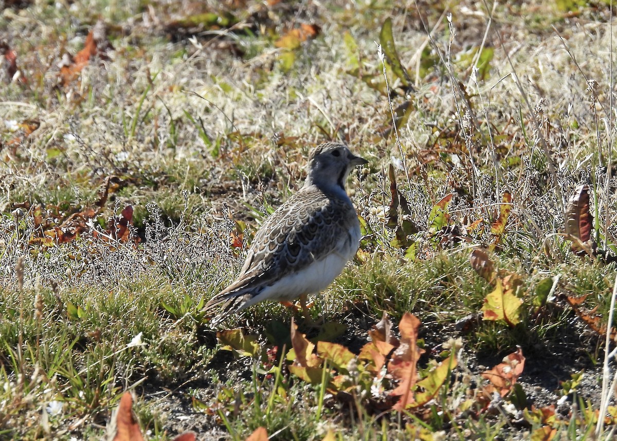 Least Seedsnipe - ML614890646