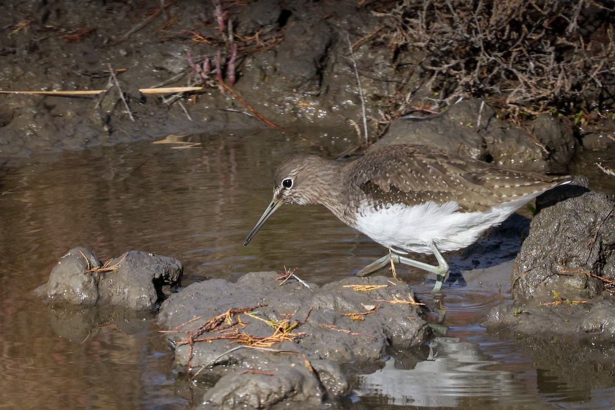 Green Sandpiper - ML614890690