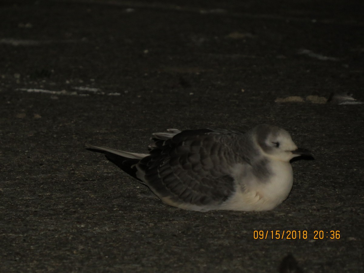 Sabine's Gull - ML614890783