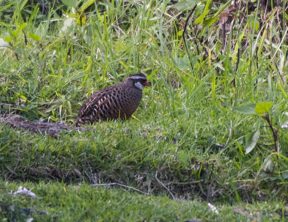 Painted Bush-Quail - ML614890786