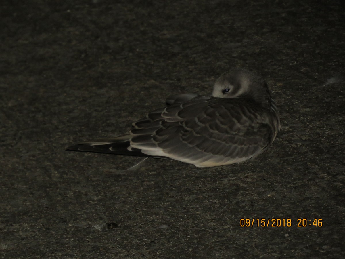 Sabine's Gull - ML614890788