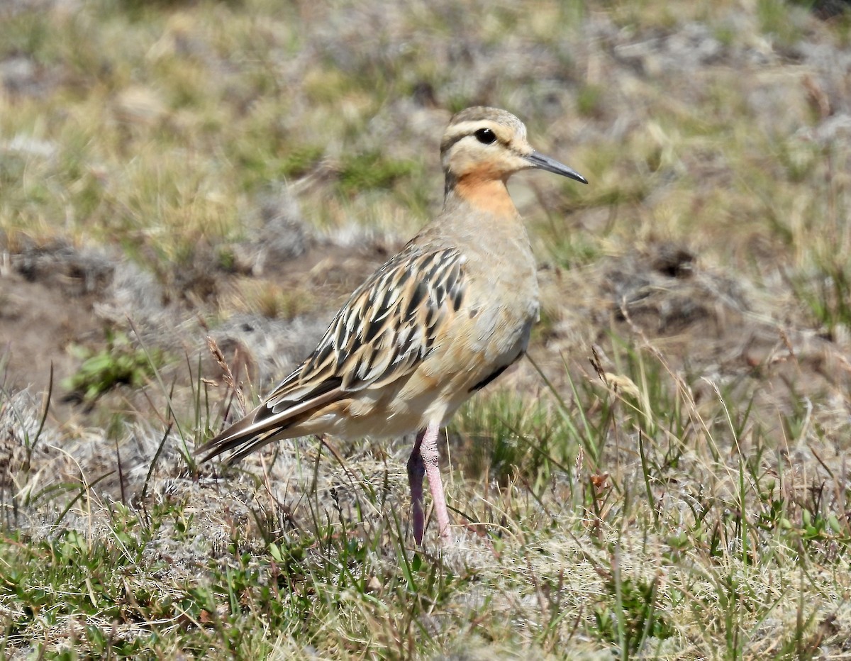 Tawny-throated Dotterel - ML614890795